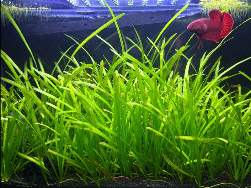 10x Dwarf Sagittaria Fully Developed Grown Submerged Live Aquarium Plants