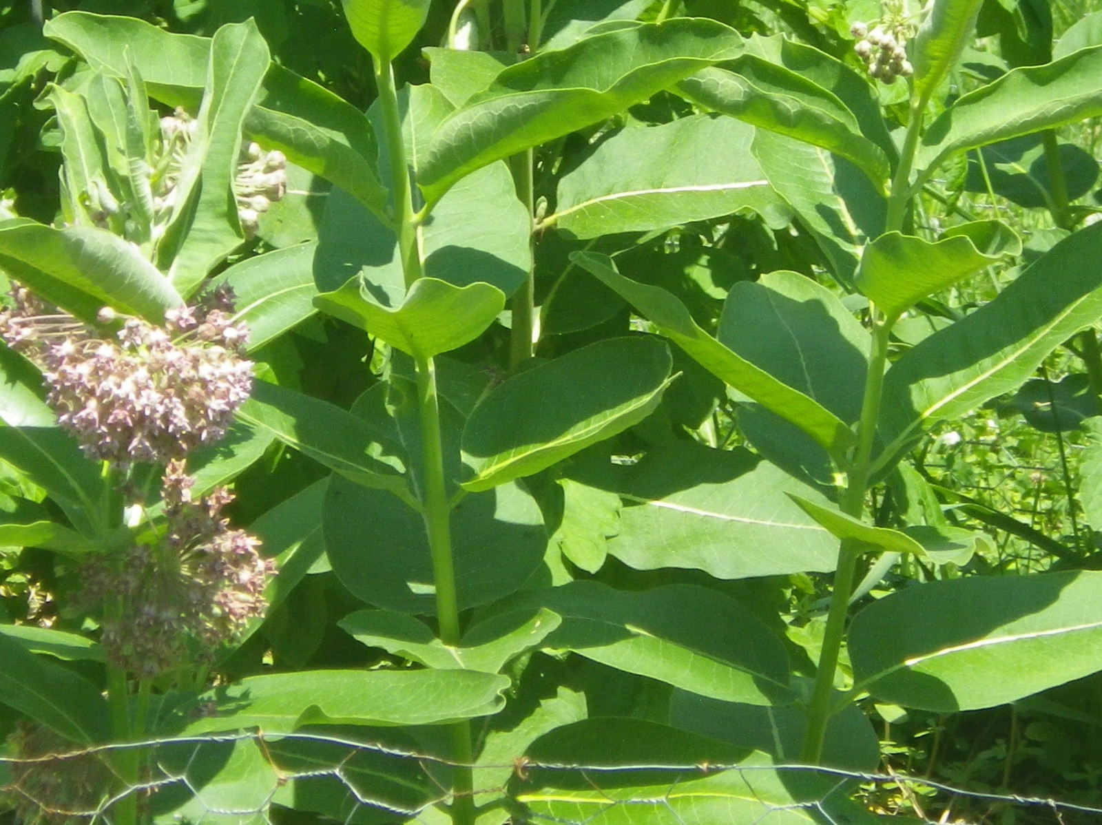 2017 50-10,000 Common Milkweed Seeds Stratified Organic Monarch Butterfly