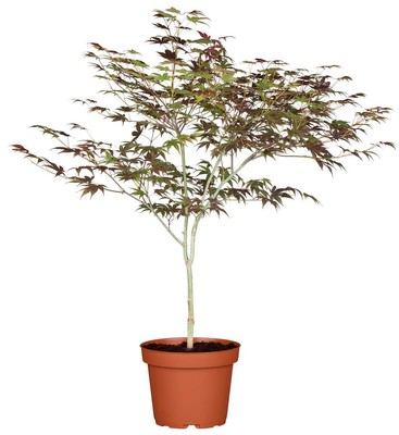 Acer palmatum 'Atropurpureum', Japanischer Ahorn, rotlaubig, 60–80 cm