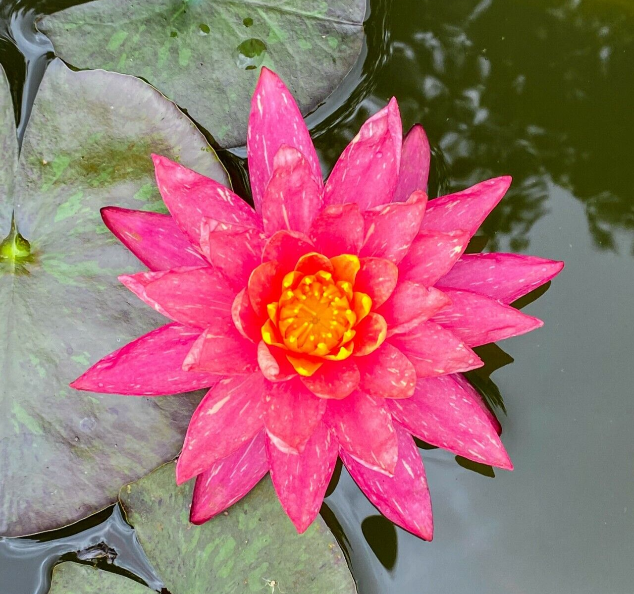 Nymphaea "Wanvisa" Pink Water Lily (Winter-Hardy) | Sprouted Tuber/Rhizome
