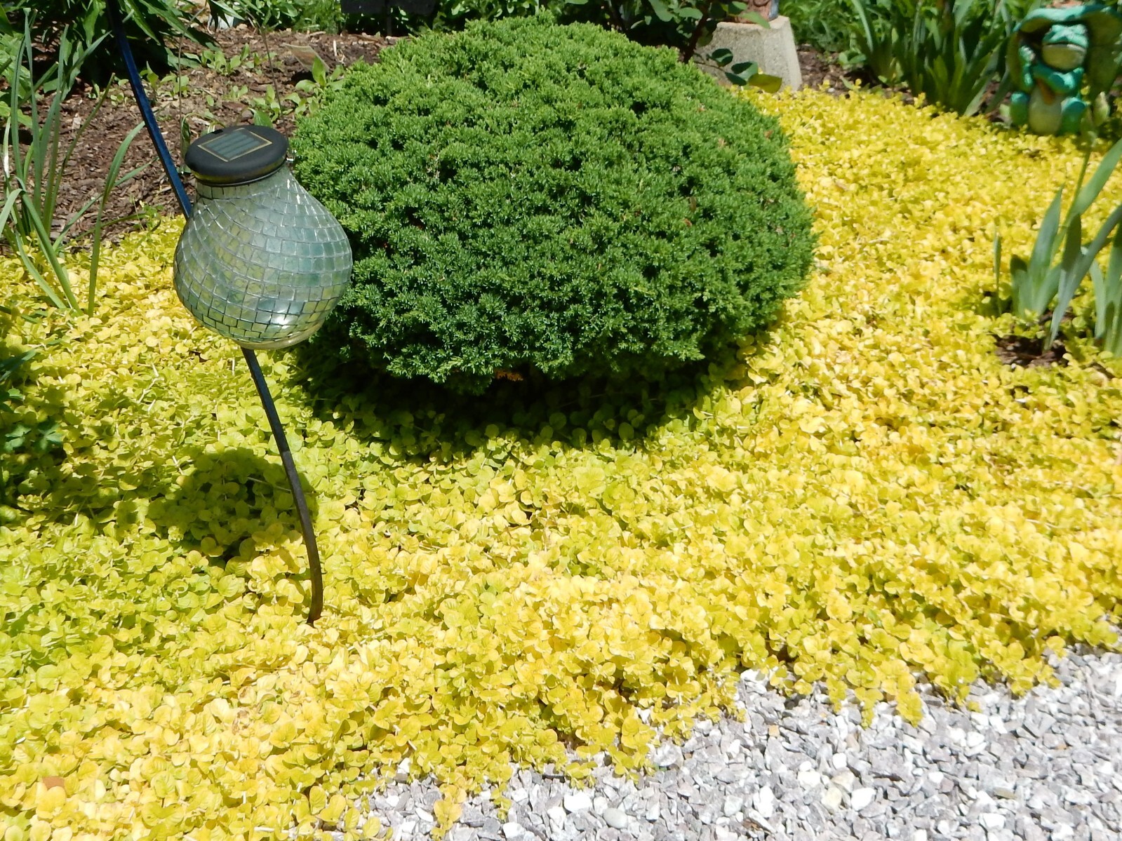 Golden Creeping Jenny Groundcover - 20+ Plants - Perennial