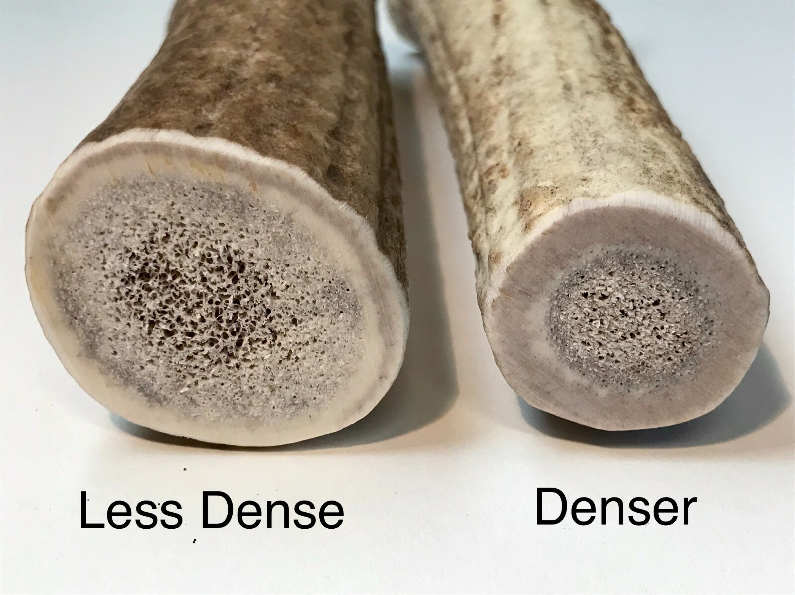 (1) LARGE Grade A Premium Organic Whole Elk Antler Dog Chew Treat Craft