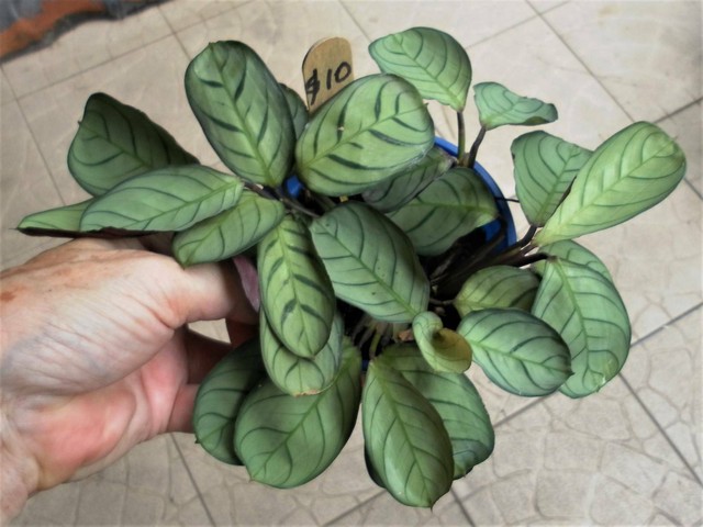 Calathea Amigris $10..Ctenanthe Grey Star $25..Chic Indoor / outdoor