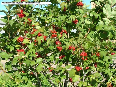 American Highbush Cranberry, Viburnum trilobum, Shrub Seeds (Showy, Edible)