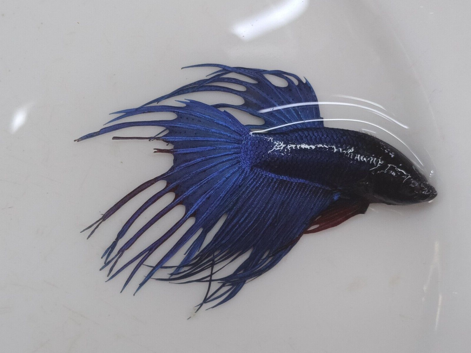 MALE CROWNTAIL BETTA ASST'D COLORS YOU MAY REQUEST A GENERAL COLOR
