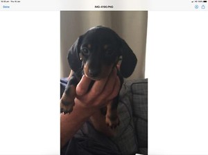 Pure Breed Smooth Short Haired Miniature Dachshund Puppy S Dogs