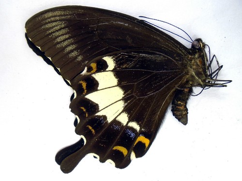 Perfectly Ultimate Great Moth TSC-001 3枚 Perfectly Ultimate Great Moth (TSC-001)
