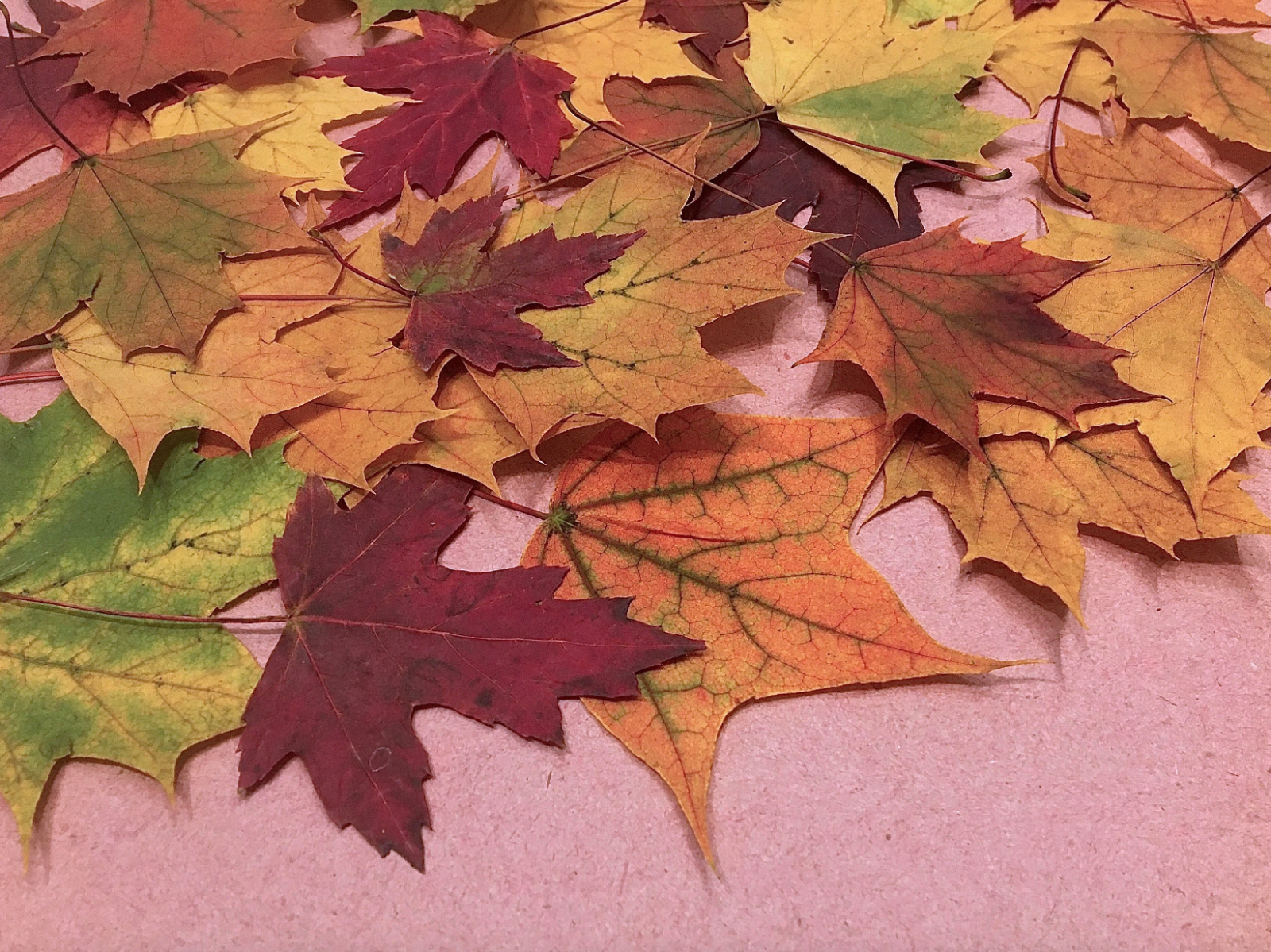 Maple leaves - Real pressed autumn foliage Fall class project -resin clay copper