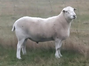 wiltipoll sheep