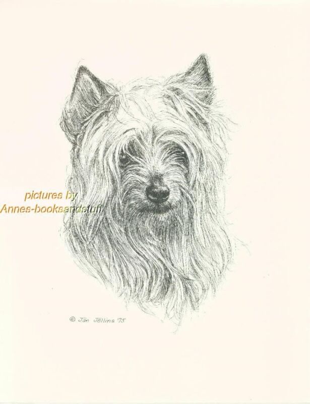 #76 SILKY TERRIER portrait  dog art print * Pen and ink drawing * Jan Jellins