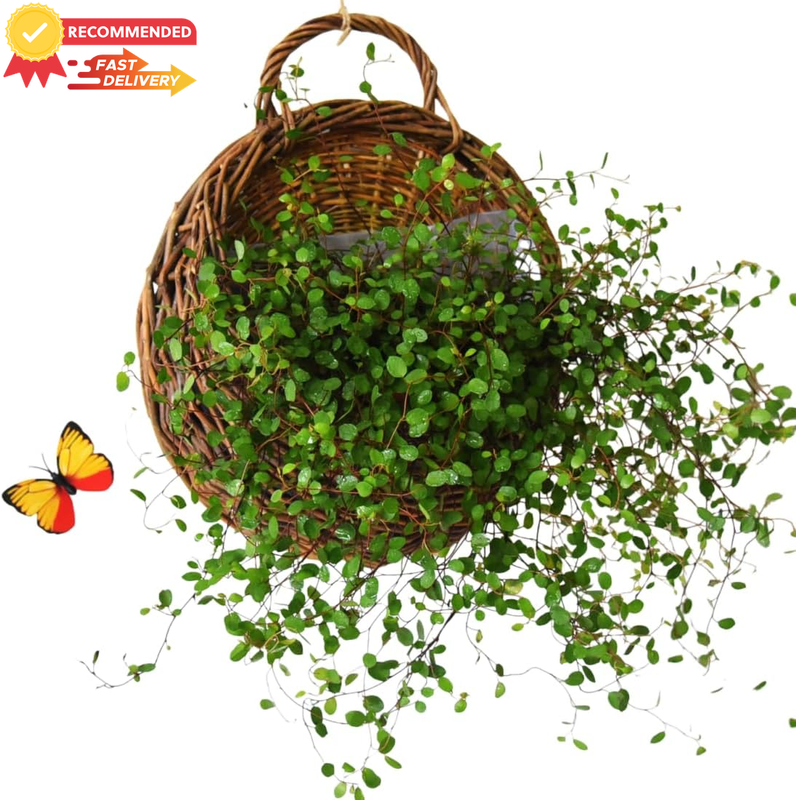 Handmade Woven Hanging Basket - Natural Rattan Wall Planter for Flowers & Decor