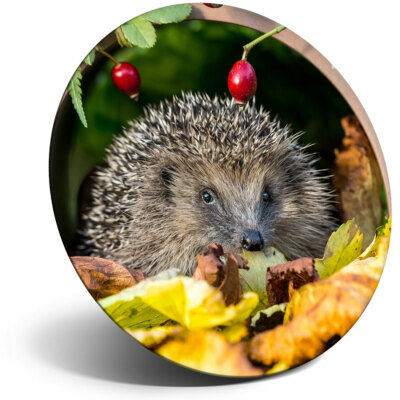 Awesome Fridge Magnet - Garden Hedgehog Flowerpot Cool Gift #13045