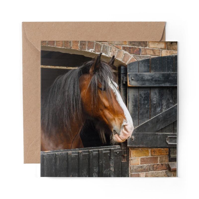1 X Blank Greeting Card Shire Horse Stable Animal Nature #12685