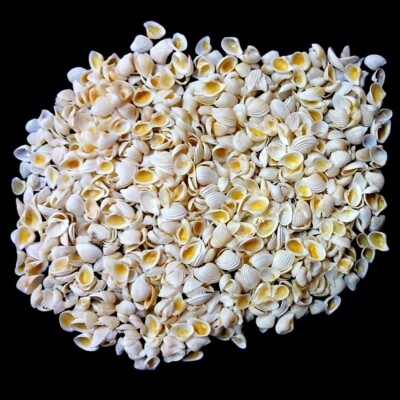 Pointed Venus Shells For Crafts Art Decor Natural Sea Shell approx.3600 pcs