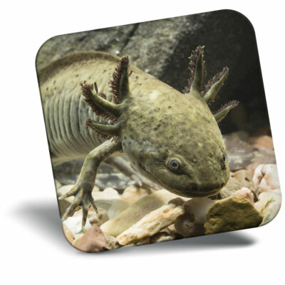 Awesome Fridge Magnet - Axolotl Salamander Lizard Mexican Cool Gift #16605