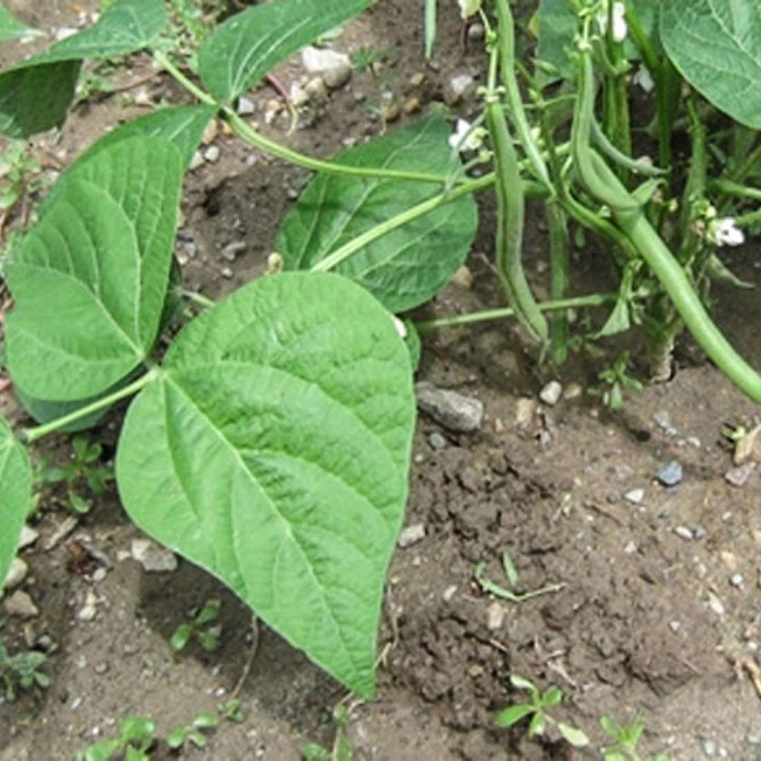 Черные бобы растение. Бобы на грядке. Горох безлистный афилла. Ботва бобов. Кормовые бобы.