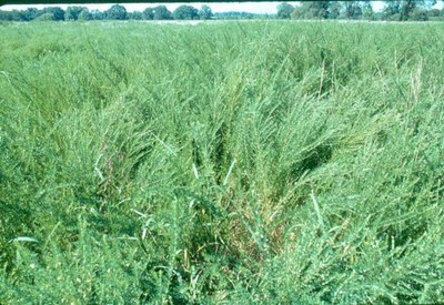 5 LBS KOREAN LESPEDEZA SEED CATTLE,GOATS,HORSE,DEER,TURKEY, PASTURE,FOOD PLOT