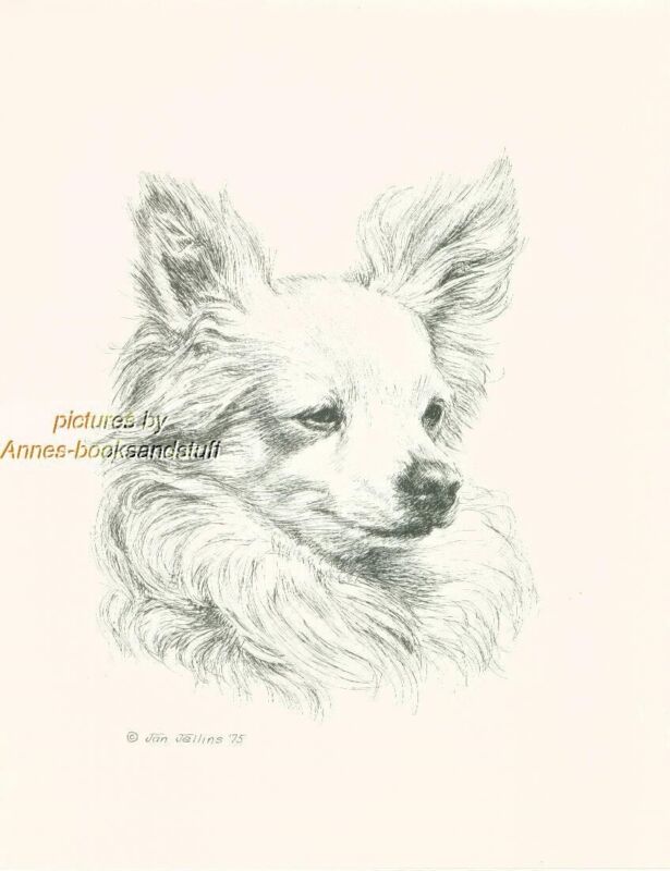 # 72 CHIHUAHUA Long Haired dog art print * Pen and ink drawing * Jan Jellins