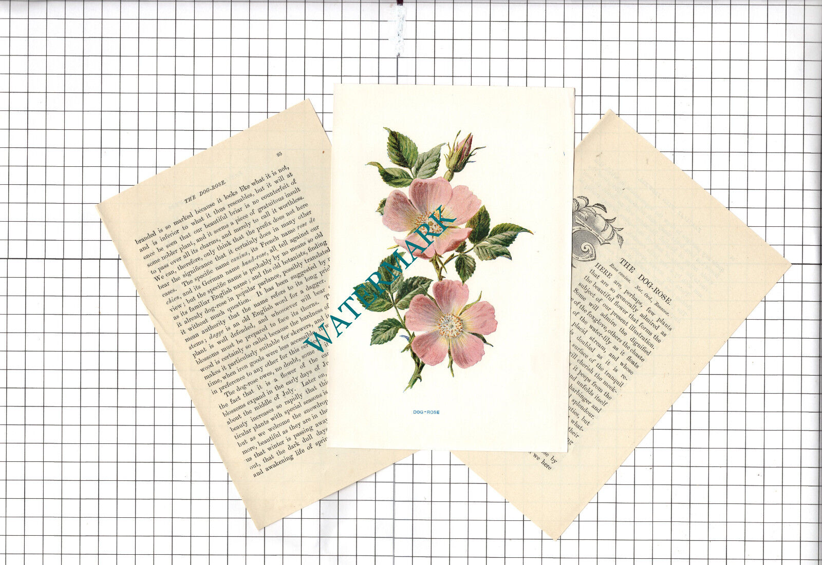 DOG-ROSE Botannical Wild Flower Plant Hulme - c...