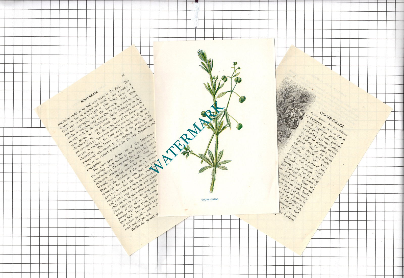GOOSE-GRASS Botannical Wild Flower Plant Hulme ...