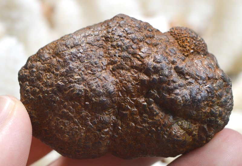 Pyrite 196 Grammes - Cap Blanc-Nez, Escalles, Calais, Pas-De-Calais, France