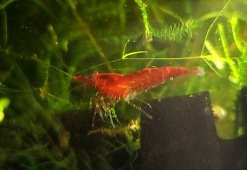 10 + 2 Red Cherry Shrimp neocaridina homebred freshwater fish live invertebrate