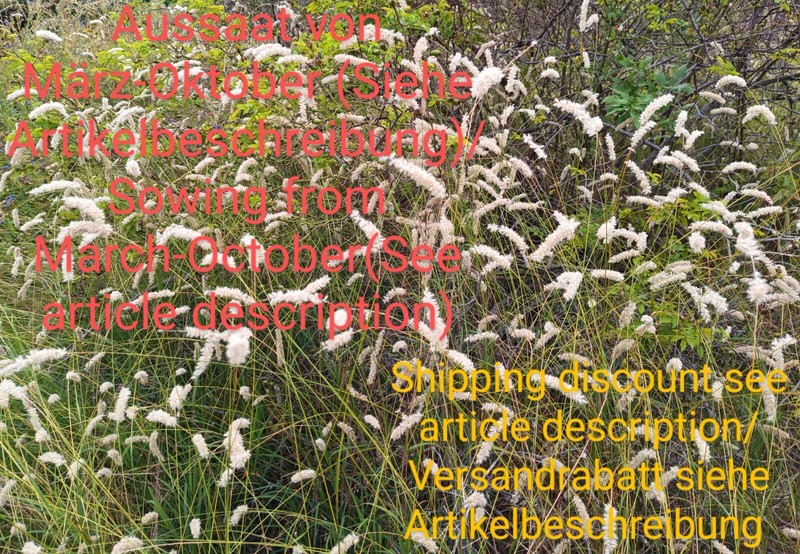 Wimper Perlgras, Melica Ciliata, Silky Spike Melic,  400 Seeds, Samen