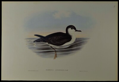 John Gould Allied Petrel Bird British Museum Official Limited Print