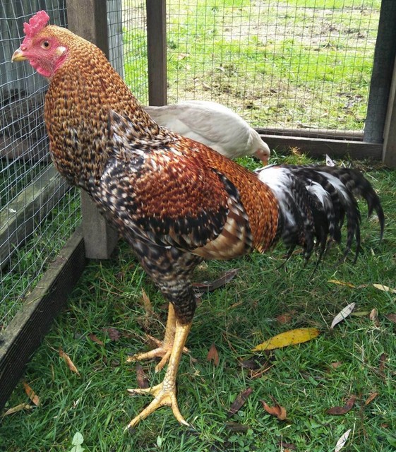 Poultry Asian game fowl Livestock Gumtree Australia Yarra Ranges