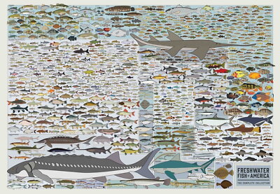 63514 Fresh Water Fish Of America Wall Decor Print Poster