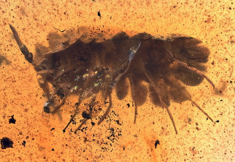 Terrestrial Crustacean (Isopod), Fossil Inclusion in Burmese Amber