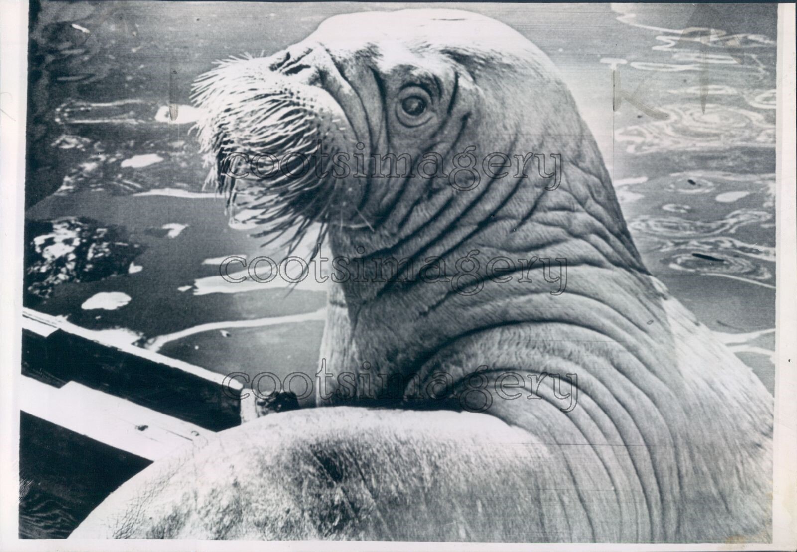 邦楽 20012002 walrus 邦楽 20012002 walrus Walrus – 20012002 – CD (Mini-Album