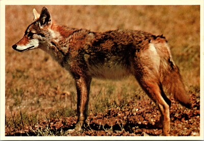 Postcard Arizona Desert Coyote Also Referred To As A Prairie Wolf
