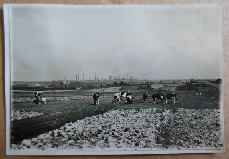 Bobrek Bytom Beuthen Schlesien Industrie KÃ¼He Landwirtschaft Foto 8x5,5 Cm 1930