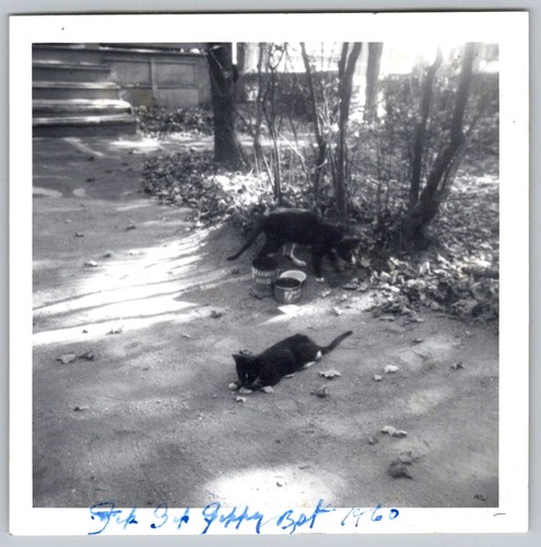 Vtg B&W Snapshot Two Black Cats Playing In Outdoor Yard With Food Bowls 1960