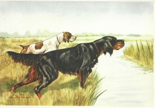 1930s Era Italy Dog Art Print NORFINI Postcard GORDON SETTER Shorhaired POINTER