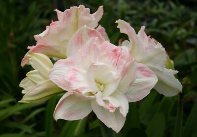 Original Hippeastrum cv. 'Double Perfect'  1bulb