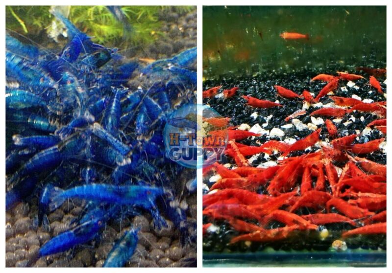 5+1 Fire Red & 5+1 Dream Blue Shrimp Freshwater Neocaridina Aquarium Shrimp