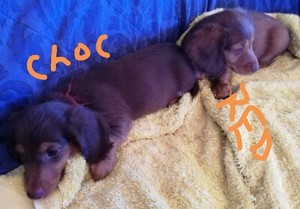 Long Hair Mini Dachshund Dogs Puppies Gumtree Australia