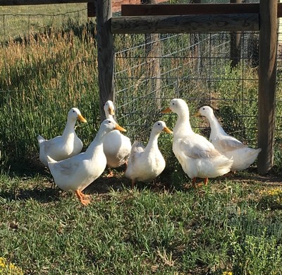 6 ~ NPIP~ Purebred Pekin Duck - Fresh & Fertile Hatching Eggs