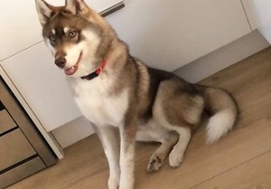 Husky Dogs Puppies For Sale Gumtree Australia