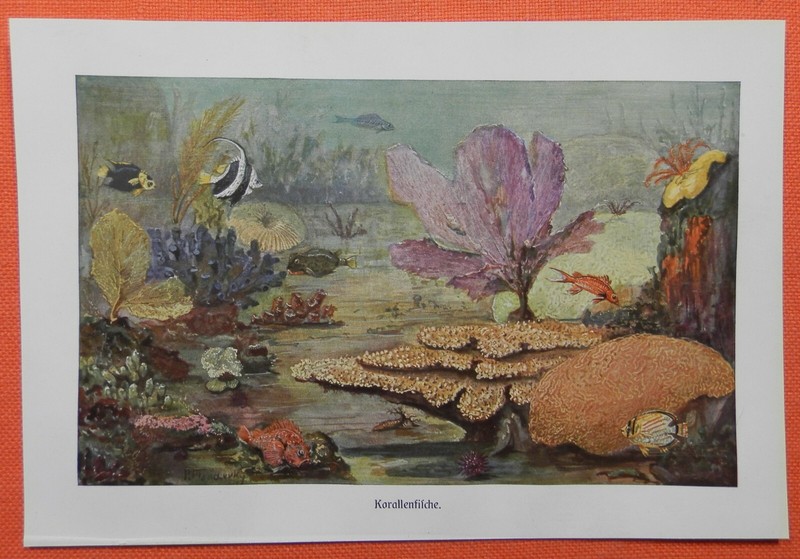 Korallenfische Kofferfisch Scorpaena Skorpionsfisch Falterfisch  Farbdruck 1914