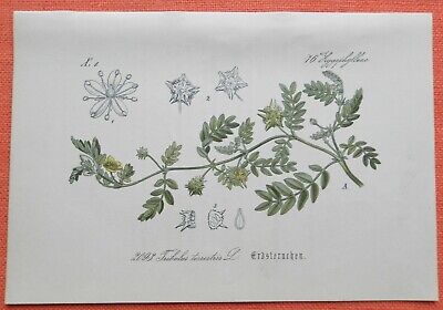  Erd-Burzeldorn Tribulus terrestris  Erdsternchen Lithographie 1885 
