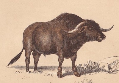 1851 SYRIAN OX Print - Antique Animal Print - Wall Art - 6.65 x 4.75 Inches