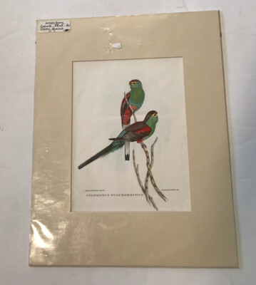 John Gould Color Print   Paradise Parrots  .  11 X 14 In.!!!