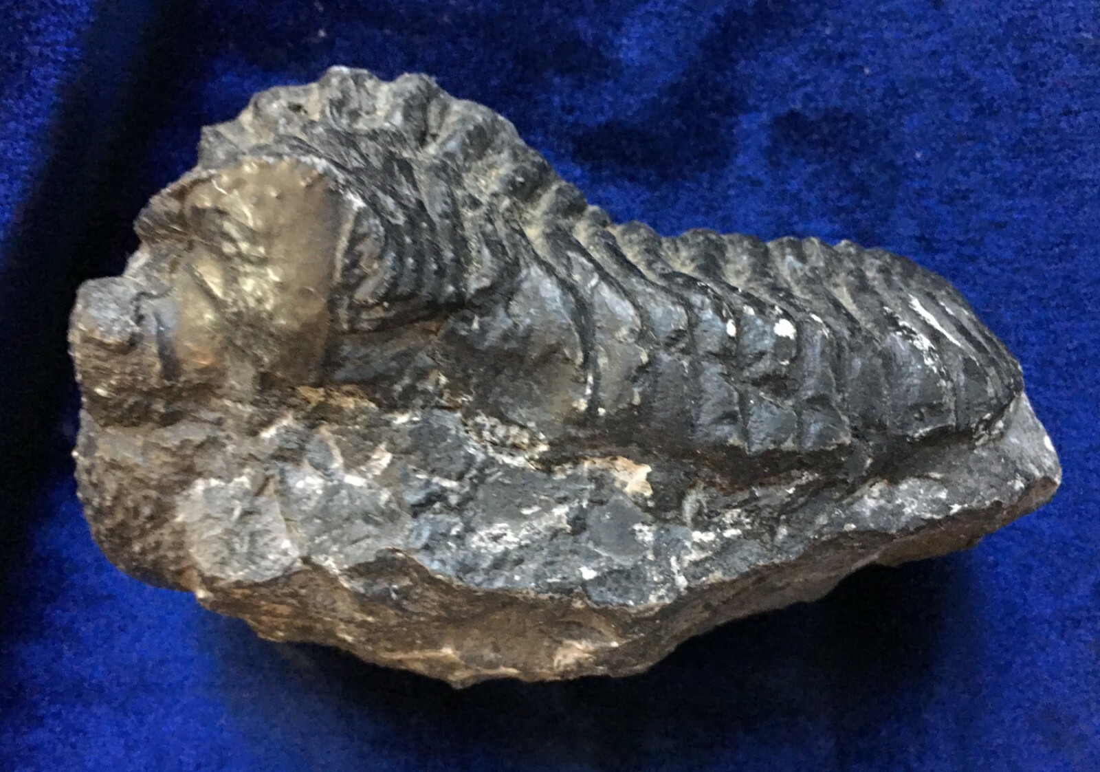 Trilobite fossil  DROTOPS ARMATUS Middle Devonian Trilobite 5 inches