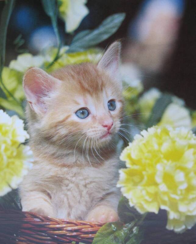 Yellow Kitten  Carnations 16 X 20 Print