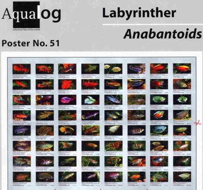 AQUALOG - Fold Poster The Nicest Labyrinths, Bettas