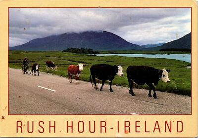 Rush Hour Ireland Cattle Cows Postcard unused Modern