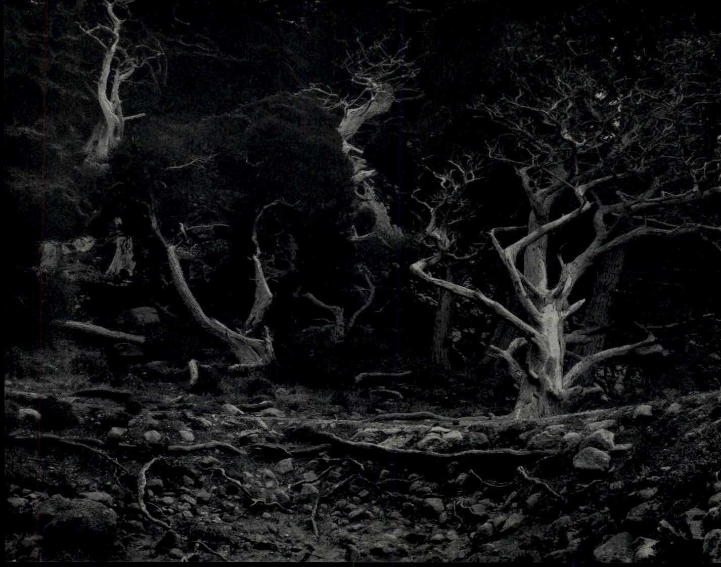 WESTON’S WESTONS　Edward Weston ?height=640&quality=80&